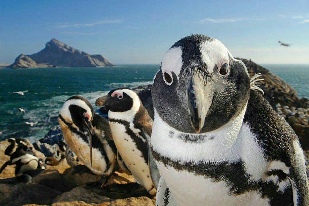 کلونی پنگوئن‌های آفریقایی