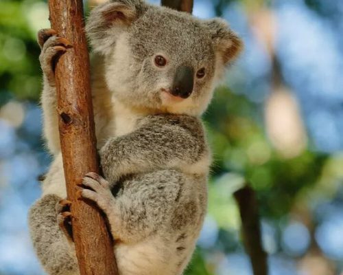 Koala lover